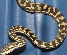 04 Carpet