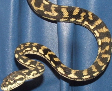 04 Carpet