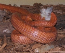 Male Glades feeding