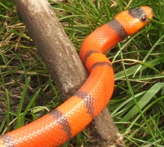 hypo hon