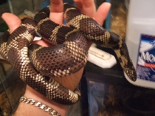 E King Female1