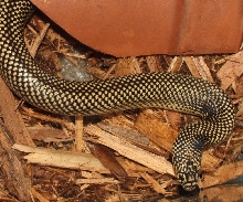 Goini Male 2
