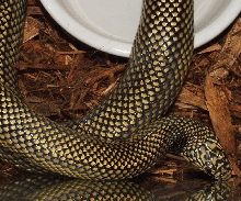 Goini Female