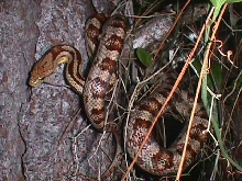 Wild Caught Corn 2