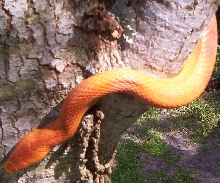 Hypo Everglades Rat Snake