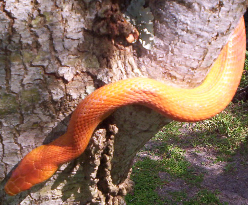 Hypo Everglades Rat Snake