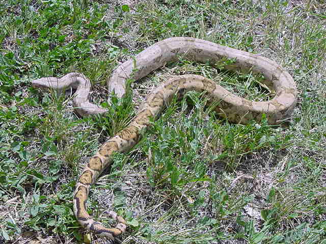 Female Hogg Island