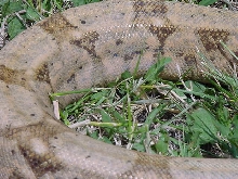 up close female