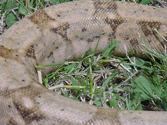 up close female
