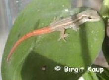 Lygodactylus capensis capensis baby