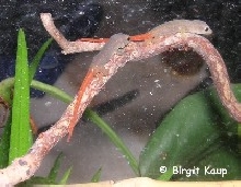 Lygodactylus capensis capensis
