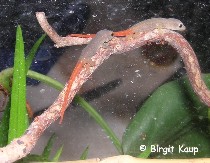 Lygodactylus capensis capensis
