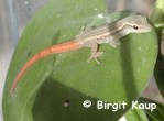 Lygodactylus capensis capensis baby