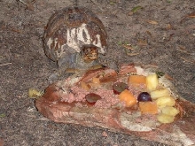 F 3-toed Box Turtle