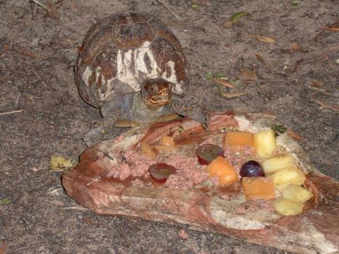 F 3-toed Box Turtle