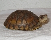 3 toed 1