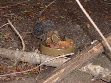 Flavo Eating 2