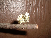 Flower Mantis 2