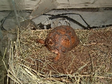 BOX TURTLE