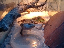 Blue Tounge Skink