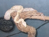 Albino Boa