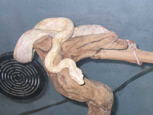 Albino Boa