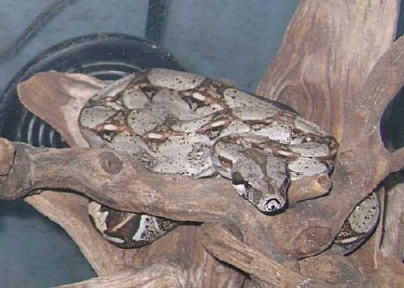Boa het for albino/stripe