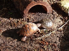 2 box turtles