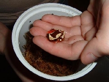 Clown Tree Frog