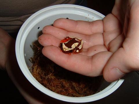 Clown Tree Frog