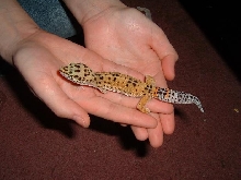 Leopard Gecko1