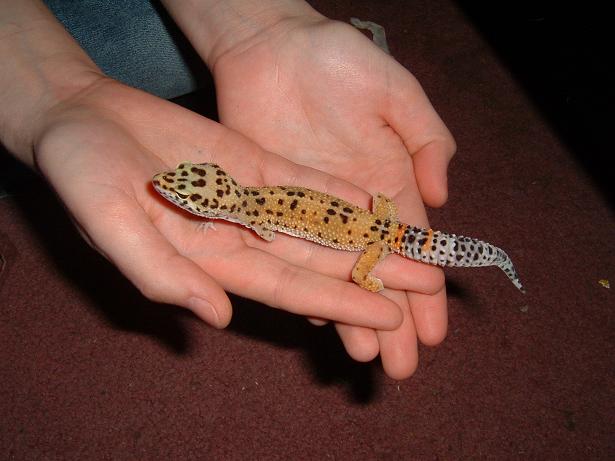Leopard Gecko1