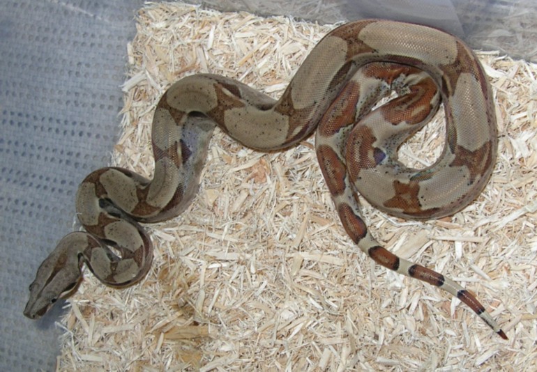 female hypo 2