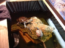 Pond Turtles