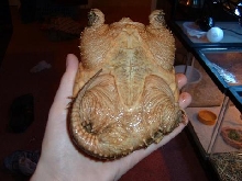 Underbelly of Snapper