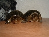 loggerheads