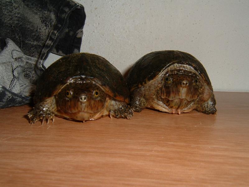 loggerheads