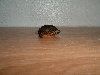 mudbug