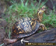 box turtle