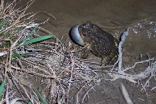 Toad Calling 2