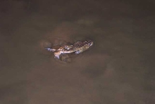 Toad Swimming