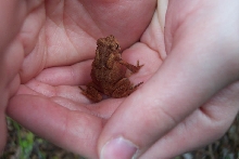 Toad 1