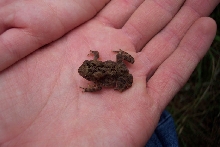 Toad 2