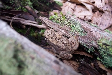 Toad 3