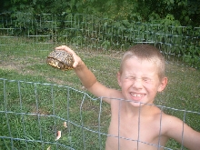 ornates dont stand a chance