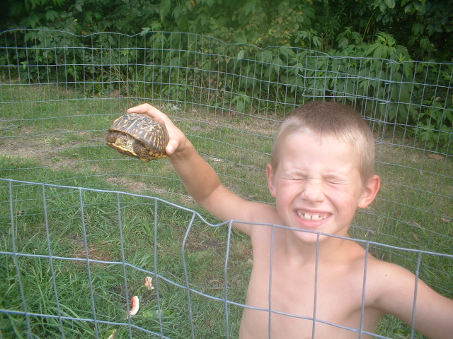 ornates dont stand a chance
