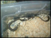 juvenile praire king???