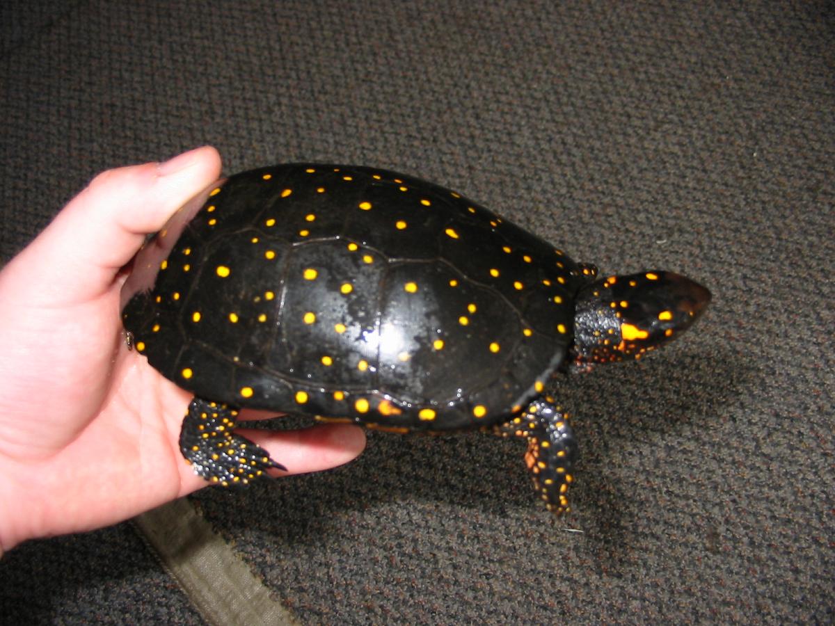 Very colorful spotted