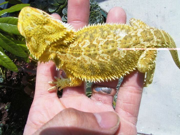What morph is this??