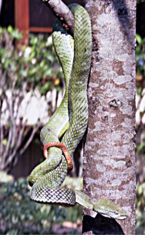 T.hageni